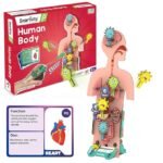 Smartivity DIY Human Body Kit – Fun & Educational STEM Toy for Kids Ages 6 to 14 | Learn About Organs & Their Functions | Perfect Birthday Gift for Boys & Girls | 79-Piece Wooden Construction Set