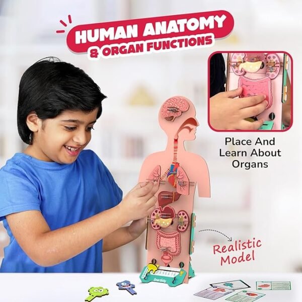 Smartivity DIY Human Body Kit – Fun & Educational STEM Toy for Kids Ages 6 to 14 | Learn About Organs & Their Functions | Perfect Birthday Gift for Boys & Girls | 79-Piece Wooden Construction Set - Image 5